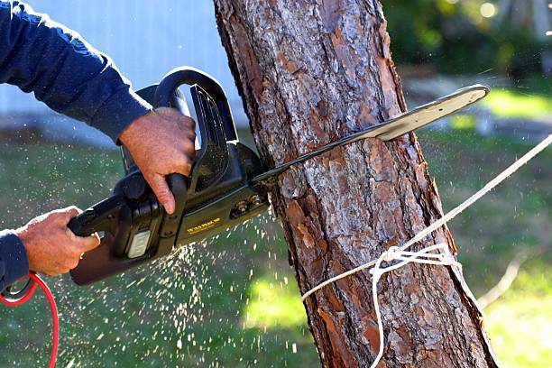 Trusted Bridgman, MI Tree Removal Services Experts